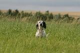 SETTER ANGLAIS 294